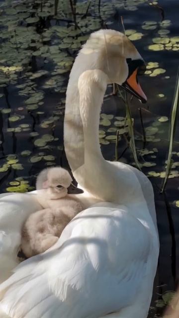 Поздравляю с Международным женским днем 8 марта (3) смотреть онлайн