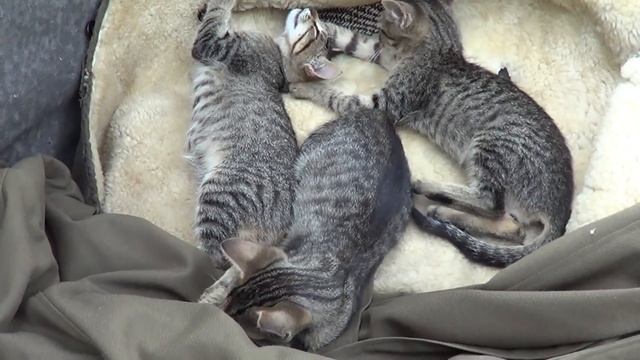 Любимый овчинный Кожушок Котят смотреть онлайн