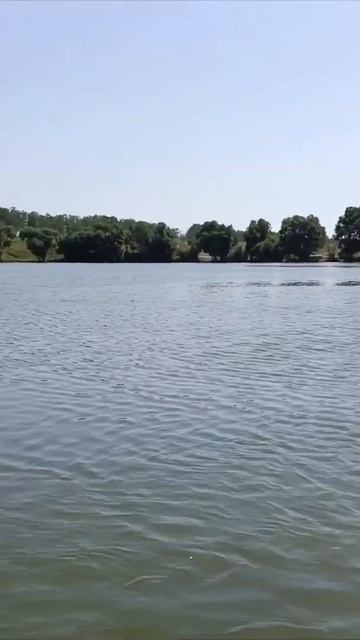 щучье озеро. пруд, в котором щуки настолько много, что она съела всю мирную рыбу.