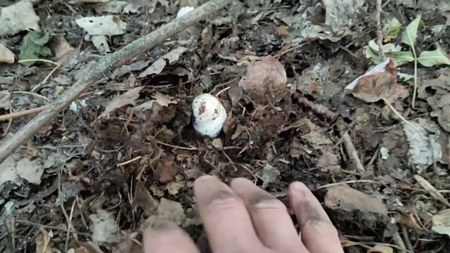 YouTube деревня! От лета до осени один шаг!