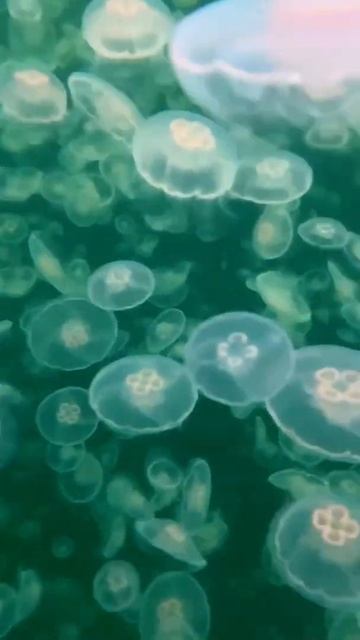 Aurelia Aurita Jellyfish #shorts смотреть онлайн