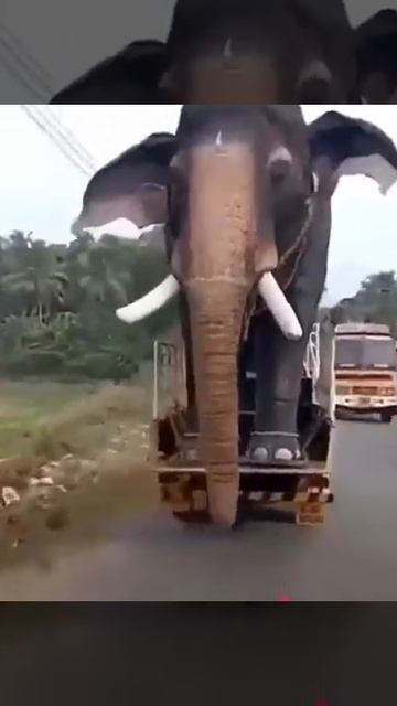 Перевозка слона смотреть онлайн