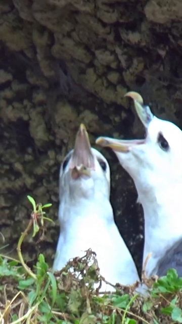 Fulmar Pair Nesting and Courting / Seashore Wildlife смотреть онлайн