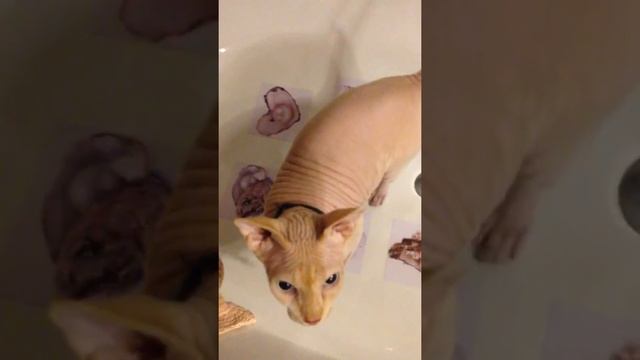 Мой любимый смотреть онлайн