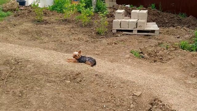 Крыльцо, это дорогое удовольствие однако!🙄 смотреть онлайн