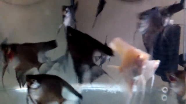 Pinoy Paraiba Orta Boy