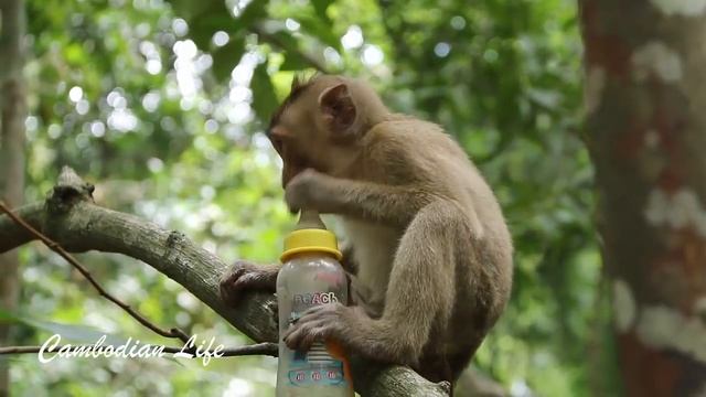 Amazing Funny Monkey Meeting Tourist смотреть онлайн