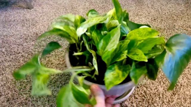 Epipremnum Aureum Marble Queen Or Pothos Marble Queen Part 02 | Plant Vlog 305