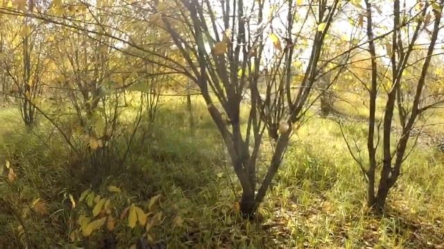 Вальдшнеп 2022/Woodcock2022. 08.10.2022-1 смотреть онлайн