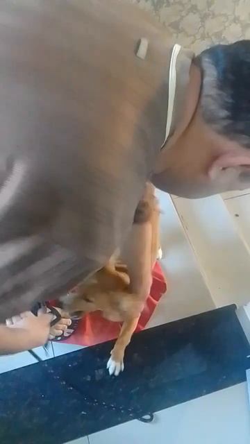 🐶Bater pern... patas!🐶 смотреть онлайн