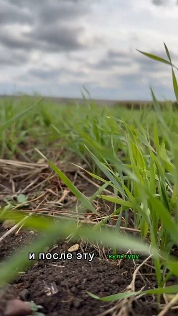 БИНАРНЫЕ ПОСЕВЫ. Вика озимая и озимая Тритикале. #agriculture #жизньагрономанедома #поля #farming смотреть онлайн