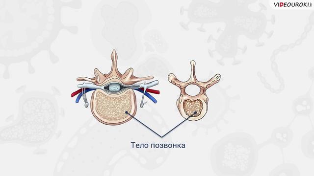 37. Опорно-двигательная система. Скелет. Мышцы смотреть онлайн