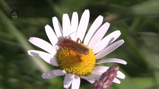 CANTHARIDE Livide / Cantharis livida ! BRUITX смотреть онлайн