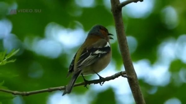 Birds sounds & relaxing birds voice Common chaffinch song. AllVideo 2021