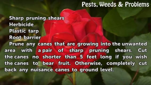 How to Stop a Raspberry Plant From Spreading смотреть онлайн