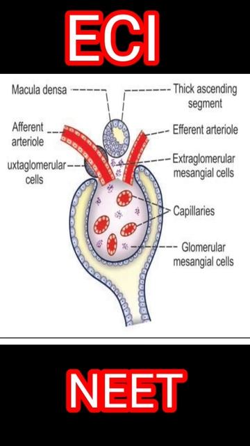 Juxtaglomerular apparatus #ecineet #shorts #viral #neet смотреть онлайн
