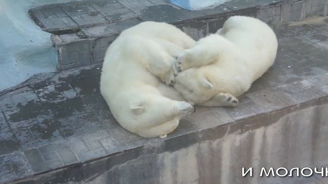 Чтобы маме Герде не скучно было отдыхать, я тут рядом поваляюсь! Так решила медвежонок Белка. смотреть онлайн