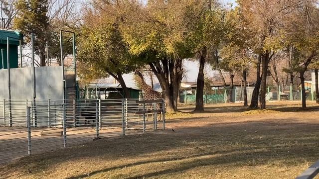 Любимый город Алматы. Наш зоопарк. Ноябрь смотреть онлайн
