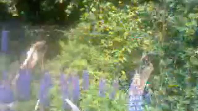ВЕСЕННЯЯ ПОРА,ВЕСЕННЯЯ СИМФОНИЯ ЛЮПИН ЦВЕТЁТ смотреть онлайн