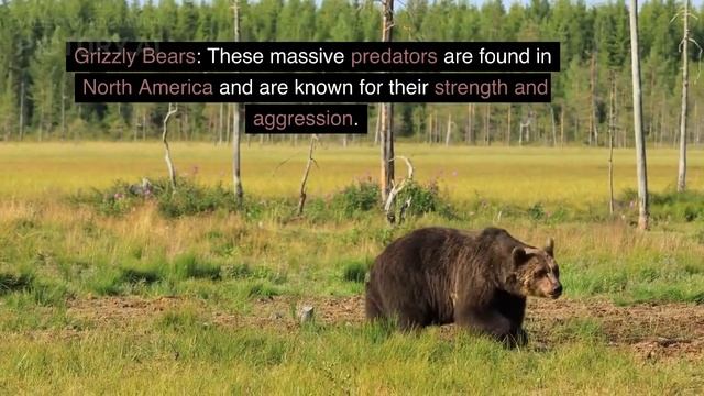 #dangerous Animals and Insects смотреть онлайн