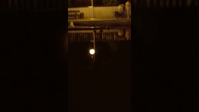 утки в озере смотреть онлайн