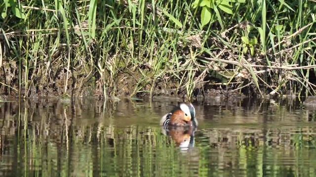 Panasonic G9 And Panasonic 100-400mm, Mandarin Duck On The River Mersey