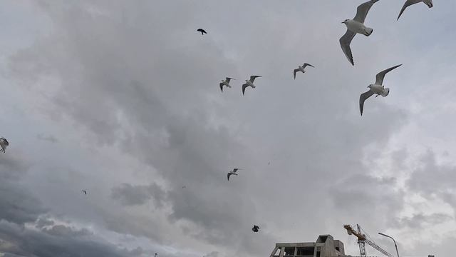 Зеленоградск25 смотреть онлайн