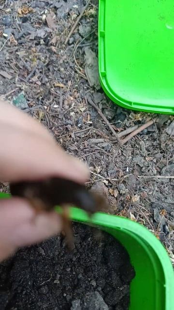 Медведка #насекомые#медведка#медведки#сверчки#вредитель#садовый