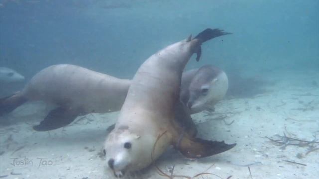 Swimming with Sea Lions in Eyre Peninsula South Australia смотреть онлайн