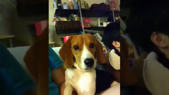 BMW dare to bark at the dog outside смотреть онлайн