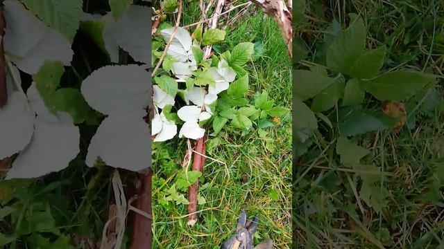 готовлю укрытие для чеснока. смотреть онлайн