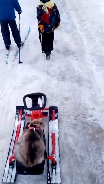 Прогулка Рыси!!!!