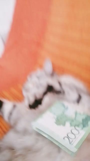 милка #cat