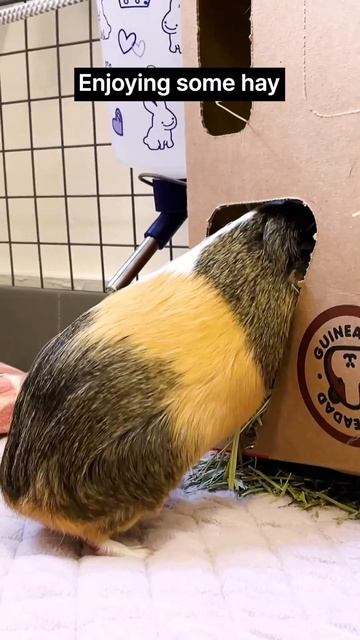 Happy Friday From GuineaDad! Ever Wondered How Mi The Guinea Pig Spends Her Friday Nights? #shorts