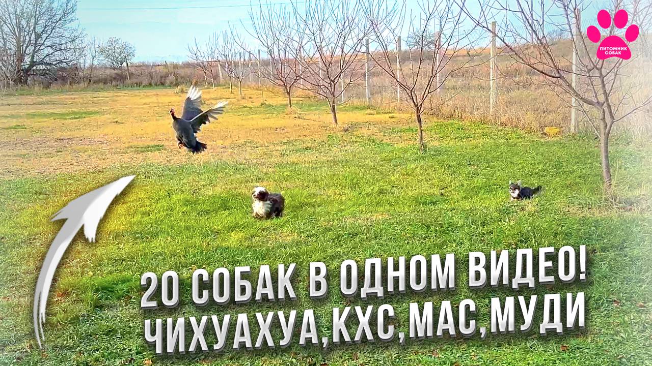 Декорашки на охоте! Яна отобрала камеру и микрофон у Гоши. 20 собак и 4 породы. Будни заводчика. смотреть онлайн
