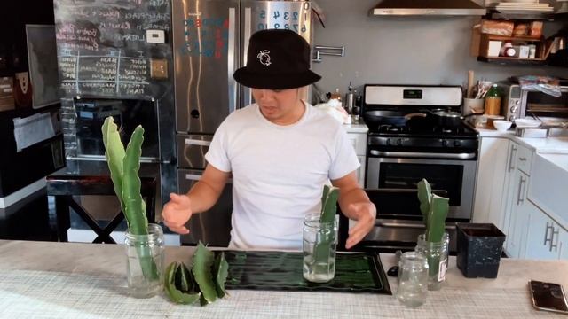 How to Root Dragon Fruit Cuttings FAST & EASIEST Way! How to grow dragon fruit pitahaya. смотреть онлайн