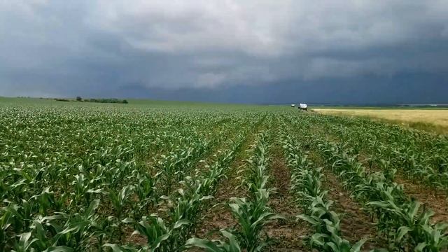 Підживлення кукурудзи. 16.06.2020.р. смотреть онлайн