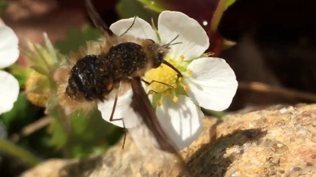 Stor Humleflue spiser Jordbær 🍓 [ Flamme Rouge 🚩 Nature ] смотреть онлайн
