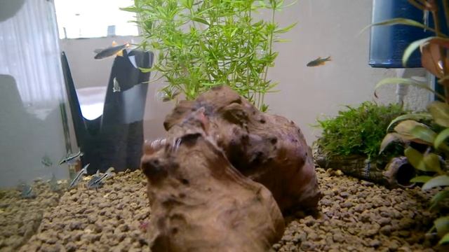 Pearl Danio, Corydoras pygmaeus and Fire Shrimps in a Qubie 25 смотреть онлайн