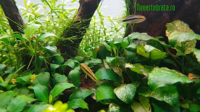 Apistogramma trifasciatum