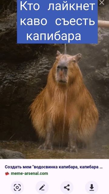 капибара #мем смотреть онлайн