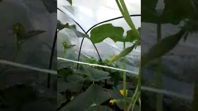 Открытый грунт для огурчиков - удачное решение. смотреть онлайн