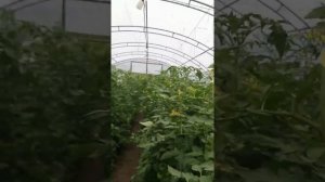 Результат рекомендаций Сегрея Дюбековича