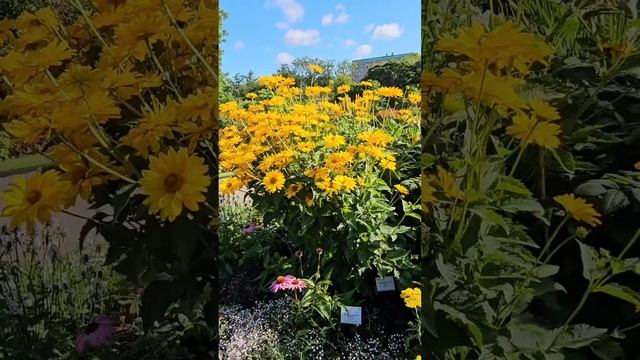 Part 2 #Sunday #Park #Nature #Relaxation #Flowers#Воскресенье #Парк #Природа #Отдых #Цветы #explore