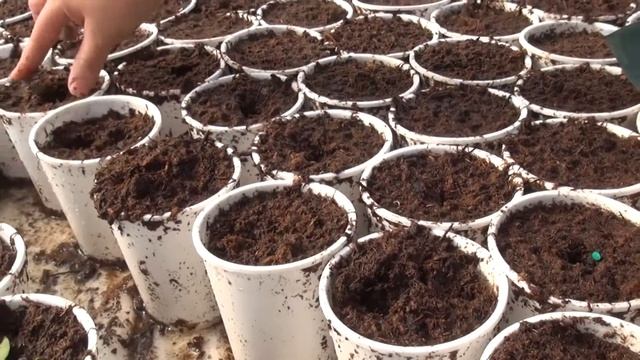 Рассада огурцов смотреть онлайн