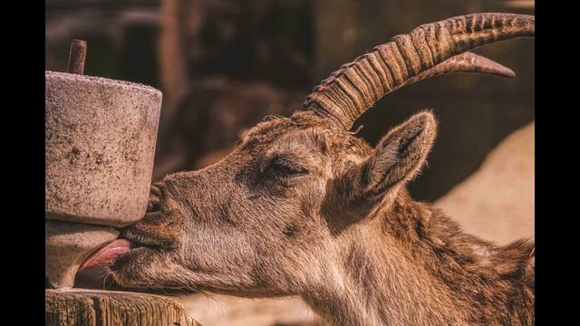 13 Ciekawostek O Owcach 🐑 HD