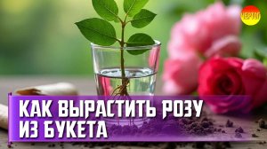 Суперметод: Как вырастить розу из черенка даже новичку! 🌹
