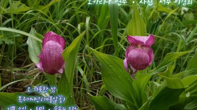 오,거룩한 밤 복주머니난(개불알꽃) 기쁜소식ㆍ희망ㆍ숲속의요정 (20201203) смотреть онлайн