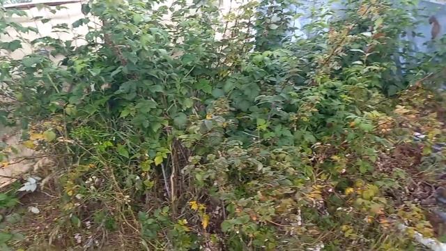 Дачный VLOG🏡Садовые покупки🌷Культивируем землю🤗Установили грядки😁Дочистила малину🤪Востановление дач смотреть онлайн