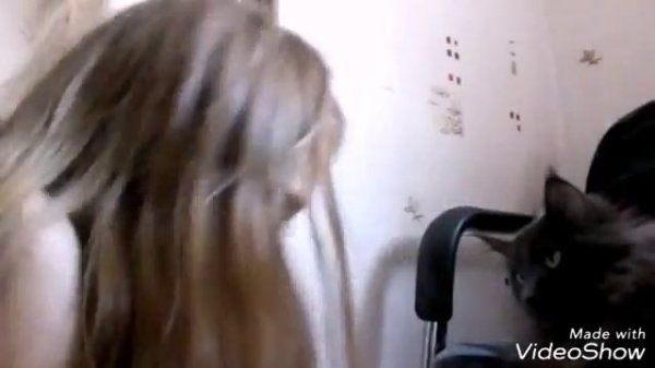 КОРОЧЕ ГОВОРЯ, КОШКА - БЛОГЕР